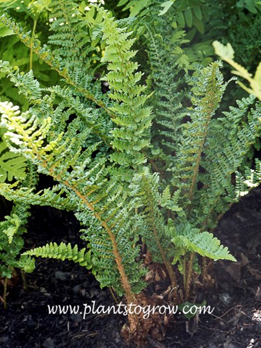 Stabierae Fern (Dryopteris x complexa Stablerae)